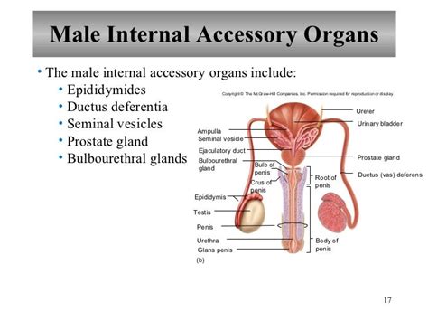 Parts Of Male Reproductive Organs Male Reproductive System — Depicta Bodaswasuas