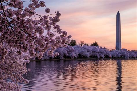 Japanese Cherry Blossom Bars Are Coming To Washington Dc Condé