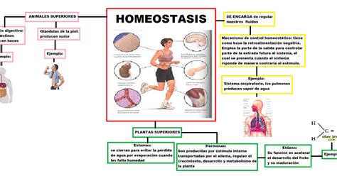 Tareas De BiolÓgica Mapa Mental 5 Homeostasis