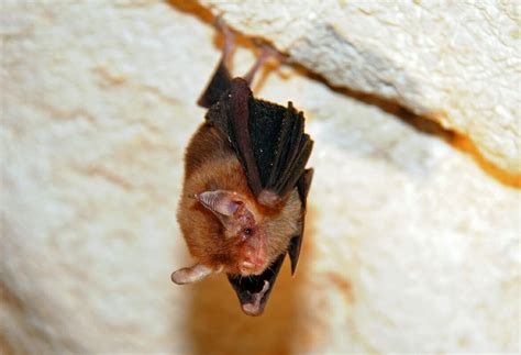 Bumblebee bats compete with the etruscan pygmy shrew for the title of world's smallest mammal. Kitti's Hog-nosed bat in a temple cave in Western Thailand