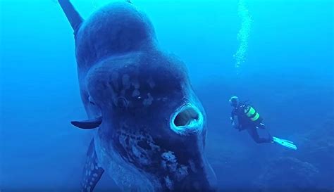 This Creature Of The Deep Is So Large That It Might Inhale
