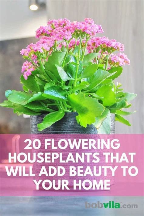 They can get to 6 to 7 feet tall indoors. 20 Flowering Houseplants That Will Add Beauty to Your Home ...