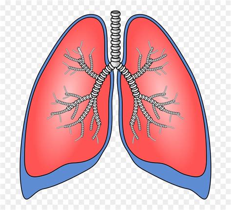 Human Lungs Clip Art 10 Free Cliparts Download Images On Clipground 2024