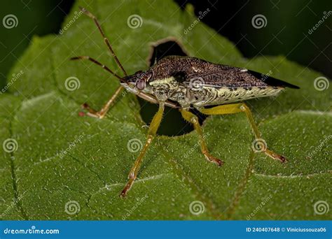 Adult Predatory Stink Bug Stock Photo Image Of Invertebrates 240407648
