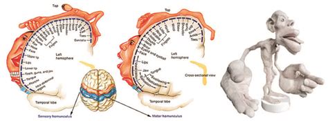 The Cortical Homunculus Reshaping The Brain Through Movement Consciouslyconnected