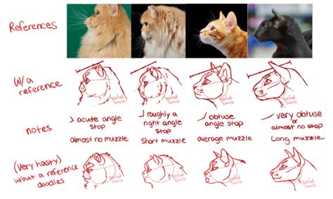 Image Result For How To Draw Cat Ears From Different Angles