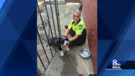 Dog Freed After Getting Head Stuck In Gate