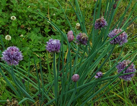 Allium Schoenoprasum Alliaceae Image At Phytoimages Siu Edu