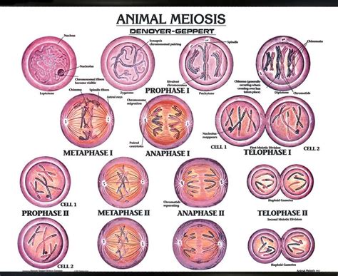 Animal Meiosis Wall Chart With Plastic Edging For Hanging