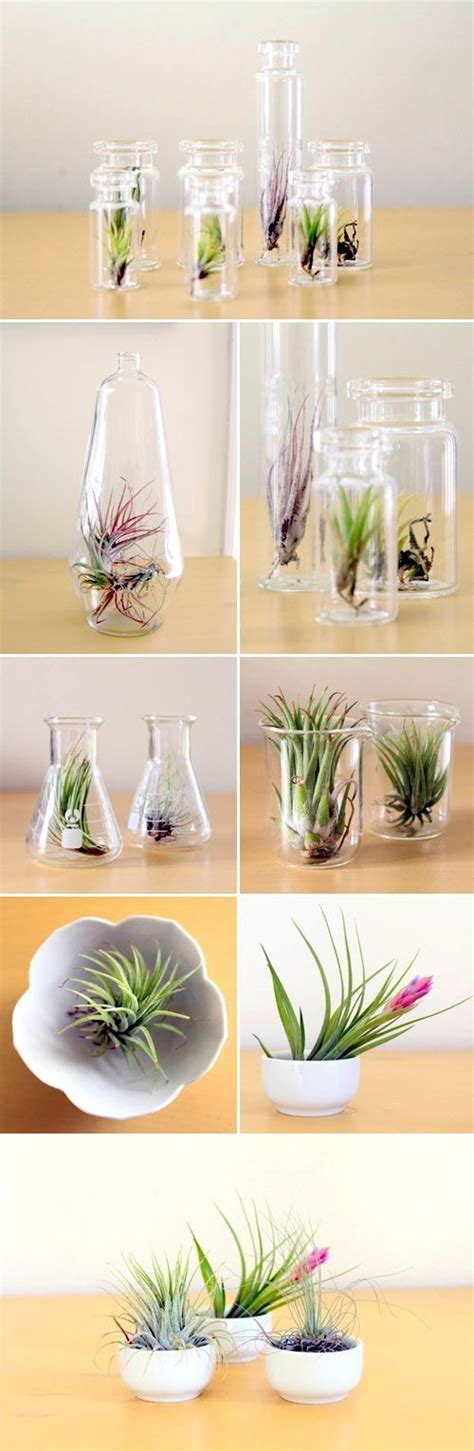 Creative Ways To Decorate With Air Plants Lots Of Projects