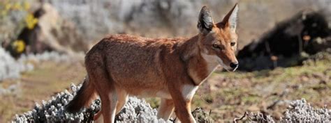 Ethiopian Wolf Endangered Animals Africa Ethiopia Ashanti