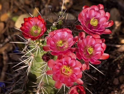 Pink Red Cactus Flowers Sonoran Desert Phoenix Arizona — Stock Photo