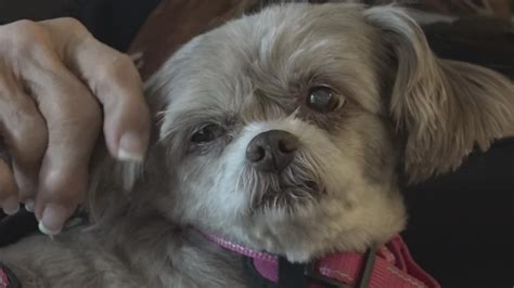 Senior citizens find love in older dogs on Valentine's Day | ksdk.com