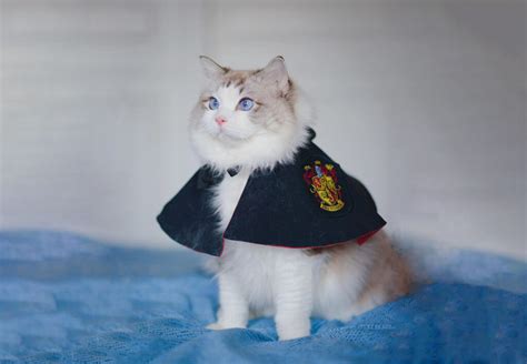 8 Best Harry Potter Cat Costumes For Your Feline Friend Bona Fide Bookworm