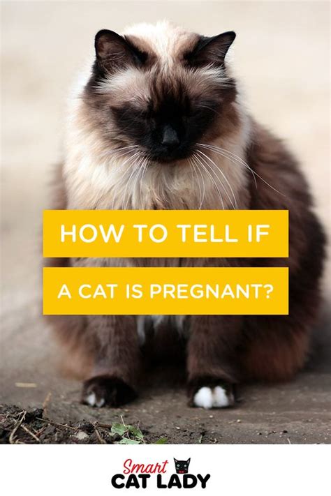 How To Tell If A Cat Is Pregnant Smart Cat Lady A Cat Lovers Website