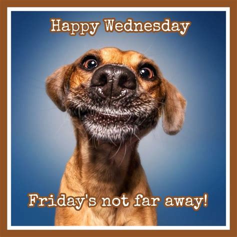 Happy Wednesday Funny Dog Faces Funny Dog Pictures Funny Dogs