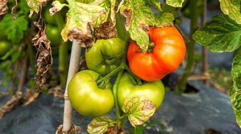 8 Reasons Your Tomato Leaves Are Turning Yellow And How To Fix It