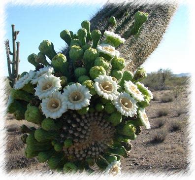 Yucca desert plants are well known in desert garden landscaping and is the state flower of new mexico. Wwe Wrestlers Profile: Arizona State Flower Saguaro Cactus ...