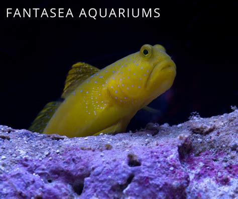 Yellow Watchman Goby Care Maryland Aquarium Design Installation And