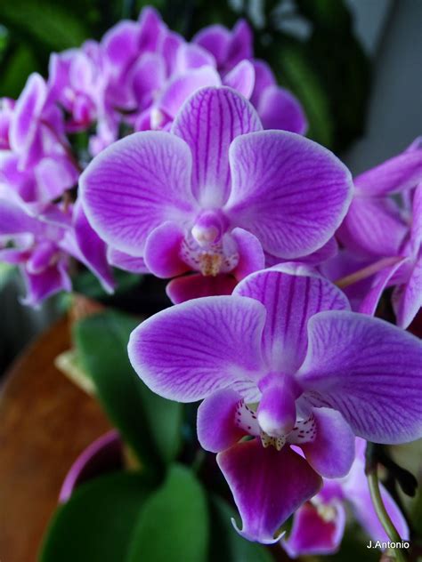 Lilac Orchid Orquidea Lilás Lilac Means Spirituality And Intuition