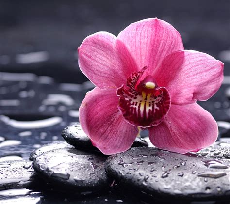 Orchid Flower Image Hd Wallpaper Stock Photos Free Download