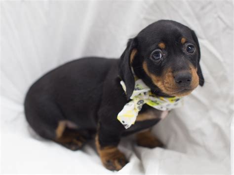 Click here to be notified when new miniature dachshund puppies are listed. Miniature Dachshund-DOG-Female-Black and Tan-1999811-Petland Wichita, KS