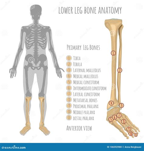 Lower Leg Bone Anatomy Stock Vector Illustration Of Bony 106592980