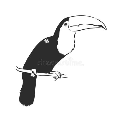 Toucan Hand Drawn Vector Llustration Realistic Sketch Toucan Bird
