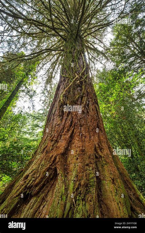 View From Below Of A Tree Giant Sequoia Latin Name Sequoiadendron