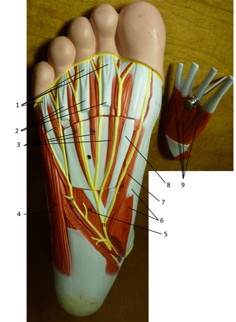 Plantar Foot Anatomy External