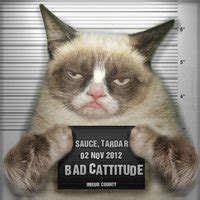 top  grumpy cat memes cattime