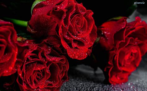 Czerwone Kwiaty Róże Krople Płatki