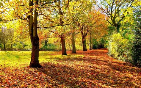 Hd Autumn Trees Nature Landscape Leaf Leaves Free Images
