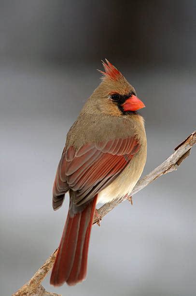 Royalty Free Cardinal Bird Pictures Images And Stock Photos Istock