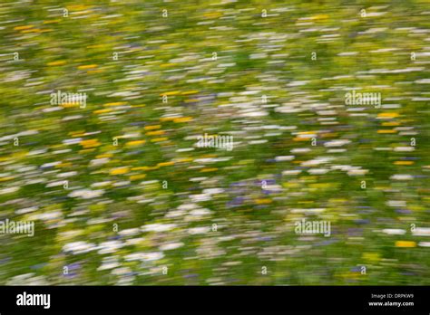 Blur Effect Alpine Wildflower Meadow In The Swiss Alps Below The