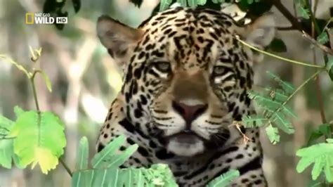 Hd Nature Wildlife Documentary New 2018 Nat Geo Wild Animals Bbc Youtube