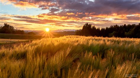 Free Download Hd Wallpaper Photograph Of Brown Wheat Field Sunset