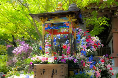 花々が咲きそろった鎌倉の花まつり｜楽しい鎌倉