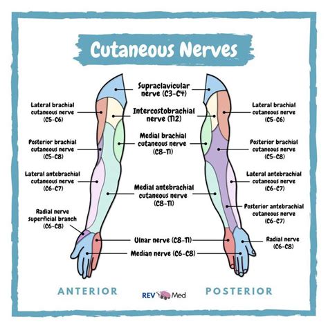 Upper Limb Nerves Skin Dermatomes Anatomy Human Anatomy And My Xxx