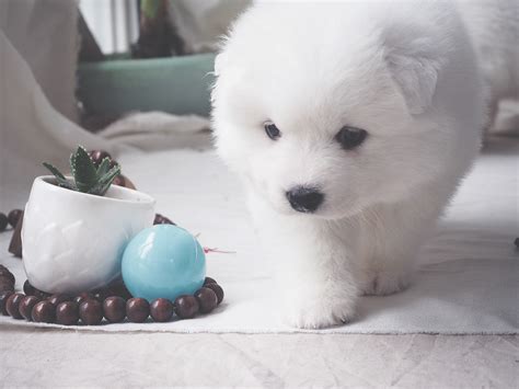 The samoyed mix can have multiple purebred or mixed breed lineage. Samoyeds puppies on Behance