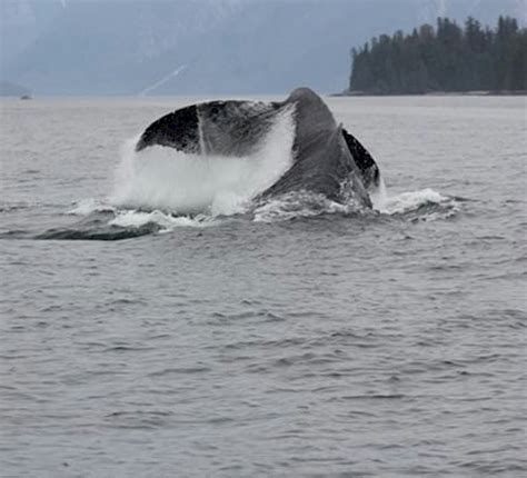 Whale Watching In Northern Bc