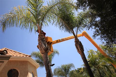 Palm Tree Trimming And Palm Tree Removal Riviera Beach Tree Trimming
