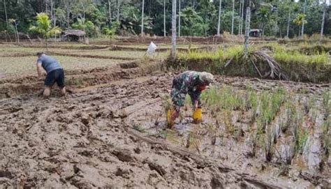 Pacul Sawah Brain