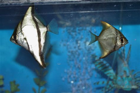 Absolutely Fish Blogs Tropical Fish To Buy The Brackish