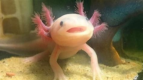 Petition · Conservation Of The Mexican Axolotl ·