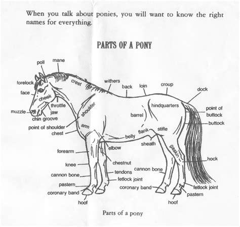 17 Horse Saddle Parts Worksheet