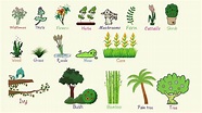 Plant Names: List of Common Types of Plants and Trees in English with ...