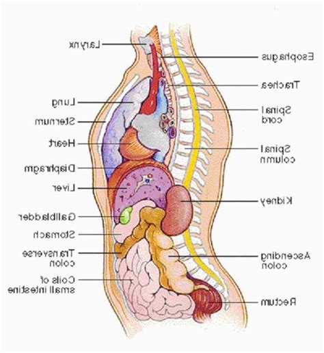 Read and learn the following words: Anatomy Chart Of Organs In The Human Body | MedicineBTG.com