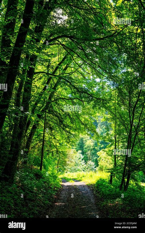 Dirt Road Through Lush Green Forest In Springtime Stock Photo Alamy