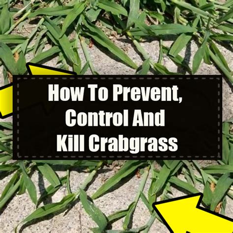 How To Prevent Control And Kill Crabgrass